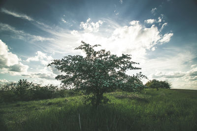 Trees on field against sky