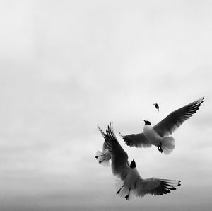 Low angle view of black-headed gull against cloudy sky