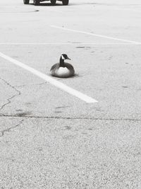 High angle view of pigeon perching on street