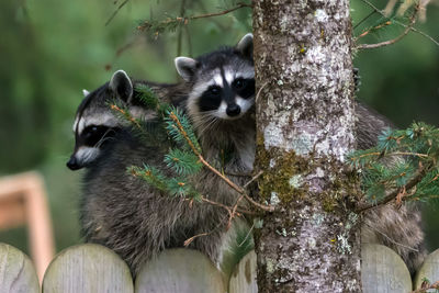 Portrait of cat on tree trunk