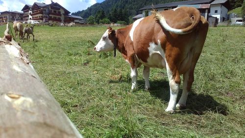 Cows grazing on field