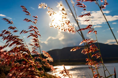 Close-up of plants against sky during sunset