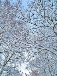 Low angle view of snow covered bare tree against sky