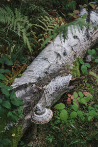 High angle view of trees growing on field