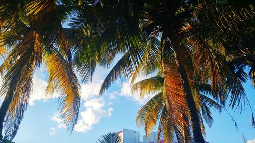 Low angle view of palm trees against sky