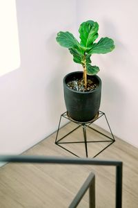 Close-up of potted plant on table