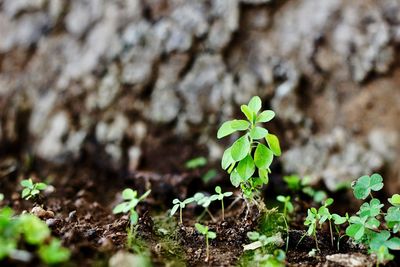 Close-up of plants against blurred background