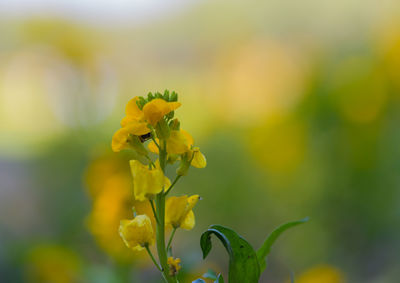 Close-up of yellow flowering plant on field