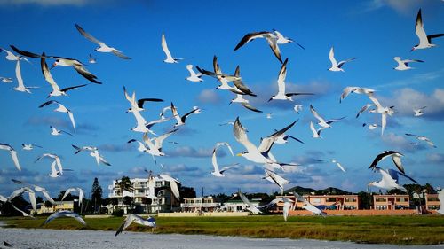 Low angle view of birds flying over built structure