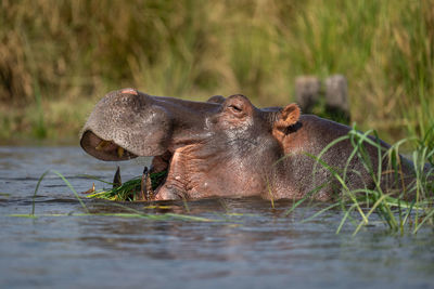 Close-up of hippo in river chewing grass