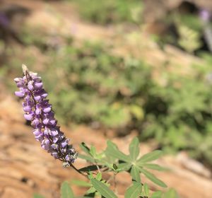 Close-up of purple flowering plant