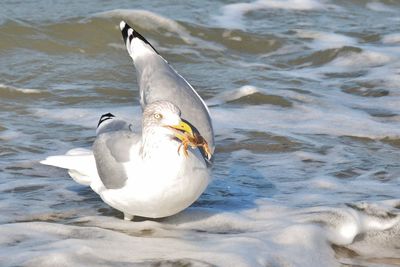 Close-up of seagull by water