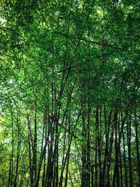 Low angle view of bamboo trees in forest