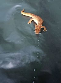 Close-up of turtle in water