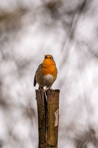 Close-up of bird perching on wood