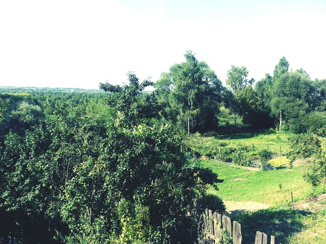 tree, growth, green color, clear sky, tranquility, plant, nature, tranquil scene, scenics, field, sky, beauty in nature, lush foliage, day, non-urban scene, outdoors, no people, green, greenery, freshness, farm