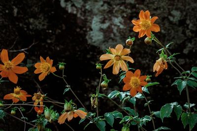 Close-up of yellow flowering plants