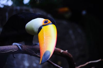 Close-up of bird perching outdoors