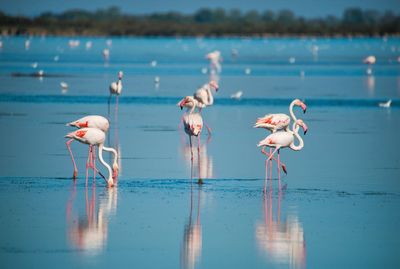 Close-up of flamingos in lake