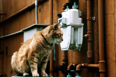 Close-up of a cat looking up