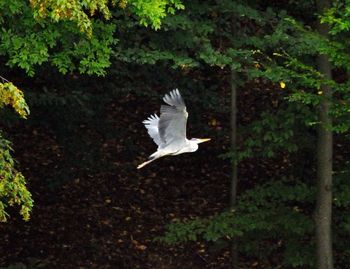 Bird flying over white background