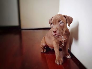 Portrait of puppy dog relaxing on floor at home