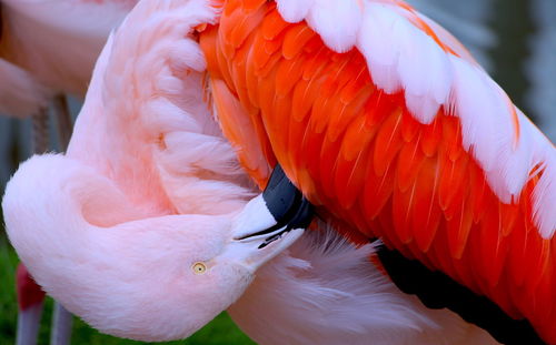 Close-up of flamingo preening feathers