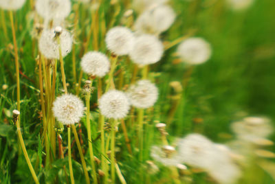 Close-up of white flowers blooming in field