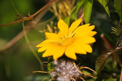 Close-up of yellow flowering plant