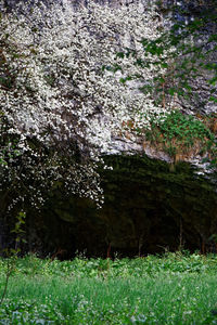 Scenic view of grassy field and trees