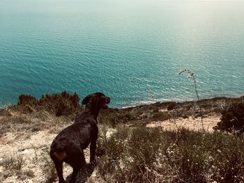 Dog on beach