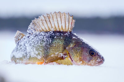 Close-up of dead fish in snow