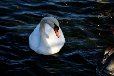 High angle view of swan swimming in lake