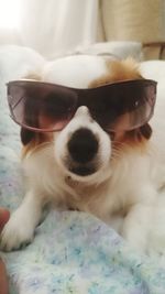 Close-up portrait of puppy relaxing at home