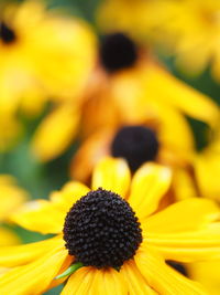 Close-up of sunflower blooming outdoors