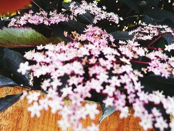 Close-up of fresh flowers