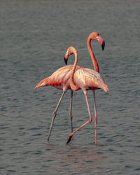 Close-up of flamingo