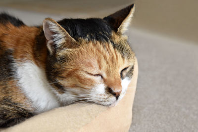 Close-up of cat sleeping