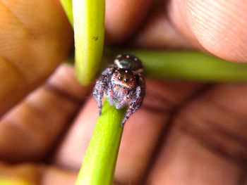 Close-up of insect on leaf