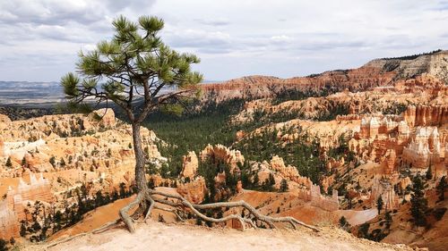 View of trees on landscape against cloudy sky