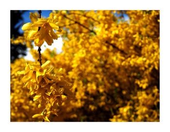 Close-up of yellow flowers