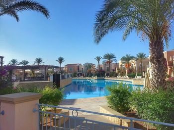 Palm trees with buildings in background