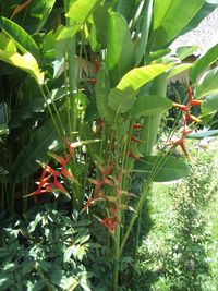 Close-up of fresh green plant