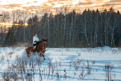 A girl in a white cloak rides a brown horse in winter. golden hour, setting sun. the horse rears up.