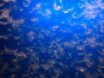 Close-up of jellyfish in water
