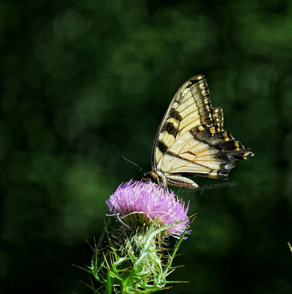 CLOSE-UP OF BUTTERFLY PERCHING ON FLOWER