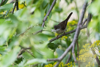 Close-up of bird perching on tree