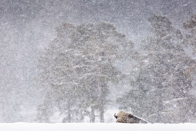 View of an animal in winter