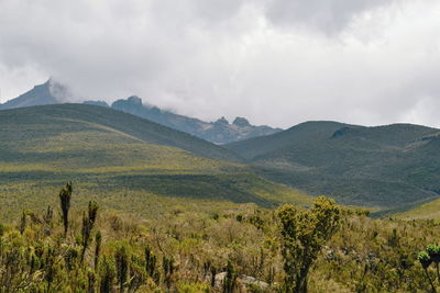 High altitude moorland of mount kilimanjaro, tanzania