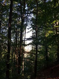 Low angle view of bamboo trees in forest